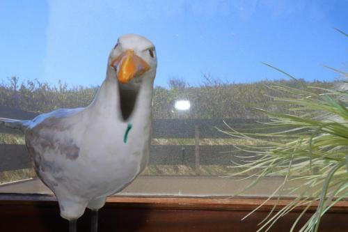 Apartamento Wildlag