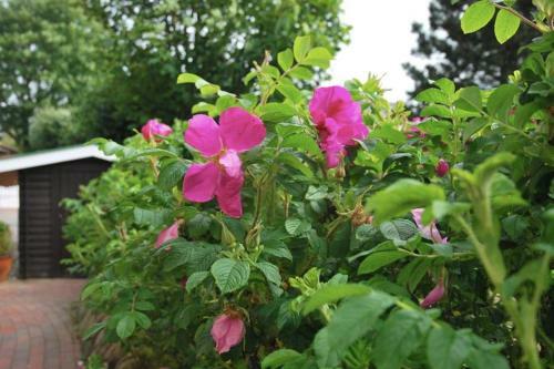 Apartamento Haus-freischwimmer-sylt-wohnung-strand