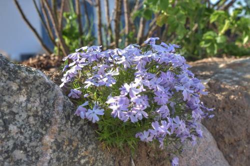 Emilias H�s, Reethaus In Der Bucht Von Wismar