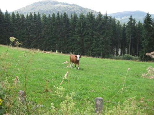 Apartamento Kleine Auszeit Winterberg