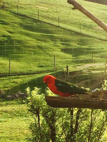 Agroturismo Gracefield Cottage