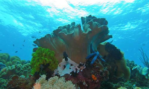 Hotel Bohol-lahoy Dive And Beach Resort