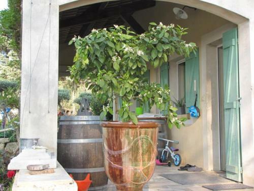 Au Coeur De L Olivette