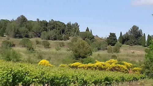 Domaine Les Salices