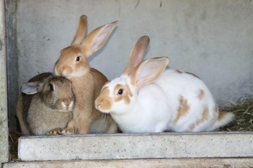 Domaine Des Philautins