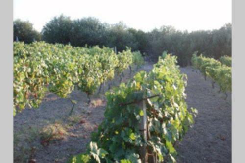 Apartamento Villetta I Ciliegi