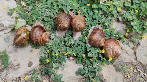 La Casetta Di Musita