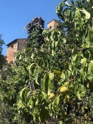 Apartamento Frantoio-di-campiglia