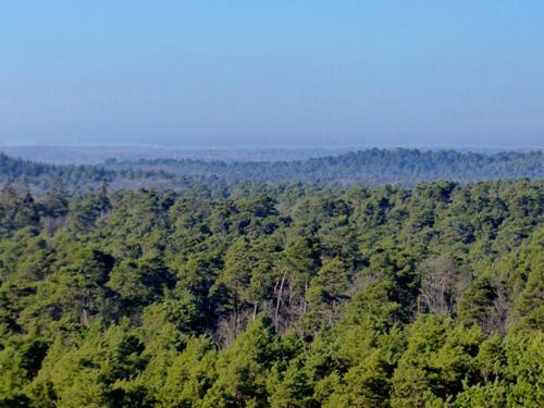 Le Chant Des Arbres