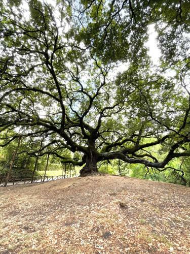 Apartamento Alloro Case Vacanze 3