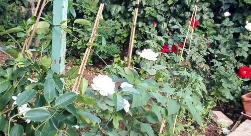 Il Giardino Di Hyccara