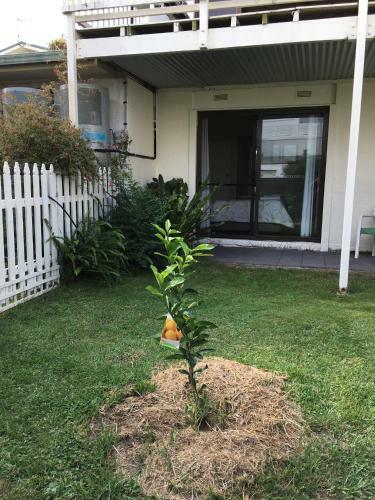 Motel Telopea Court