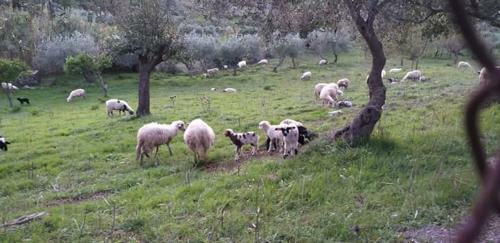 Bed & Breakfast Agriturismo Gentile