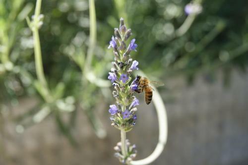 Bed & Breakfast Le Tre Querce Di Casa Mia