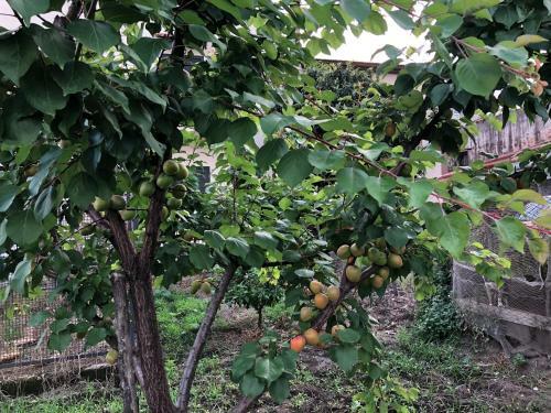 Bed & Breakfast Il Giardino Di Nonno Agostino