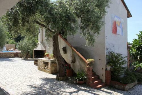 Fattoria Cristina - Fenice