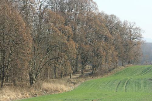 Bed & Breakfast Zielone Okiennice
