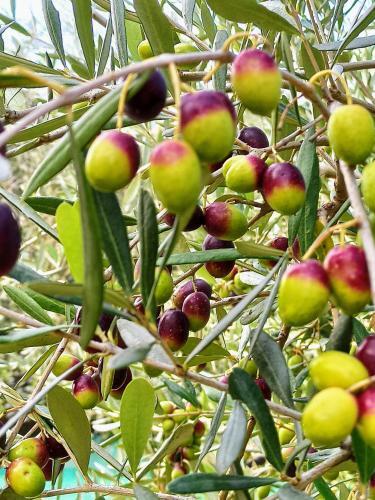 Bed & Breakfast Le Zampolle B & B