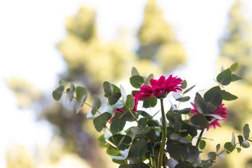 The Euphoria Club Luxury Villas