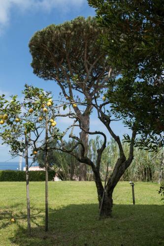 Tre Pini