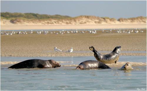 Apartamento Appart 4-6 Pers Berck-plage Hyper-centre