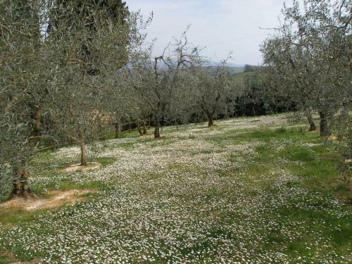 Agroturismo Podere Bellavista