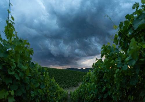 Villa Montemaggio By Mc Luxury Rentals