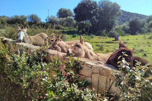 Country House Holiday 2 - Olbia
