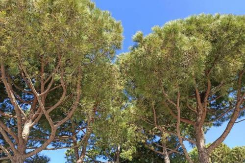 Apartamento Venus Appartement Grado