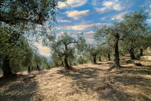 Casetta Maduneta Immersa In Un Oliveto