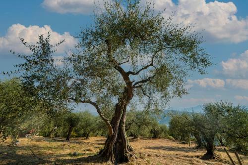 Casetta Maduneta Immersa In Un Oliveto