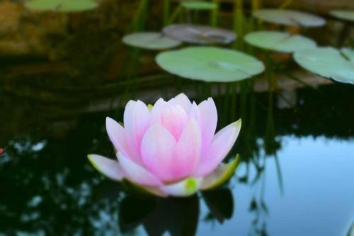 Au Printemps Japonais