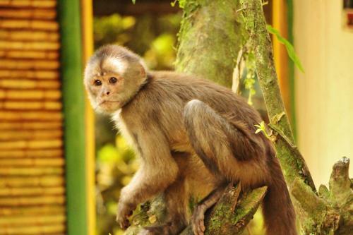 Posada Hosteria El Paraiso De Las Orquideas