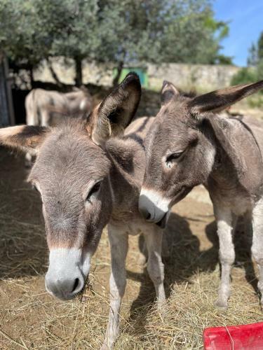 Apartamento Tuscan Farmhouse With Spectacular Views