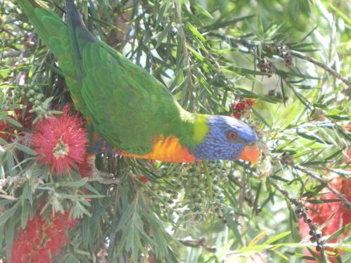Villa Peppertree Cabins, Kingaroy