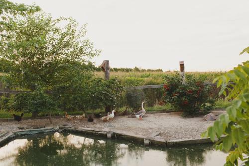Duck Pond B&B Cottage