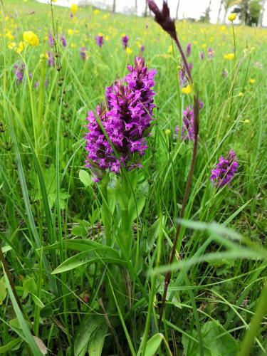 Chalupa Bran?e? Kom�rovsk� Rybn�k