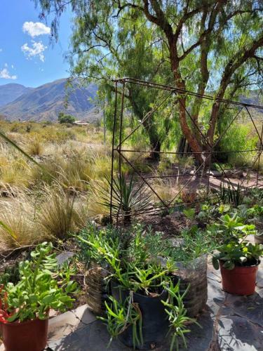 La Casa De Las Plantas