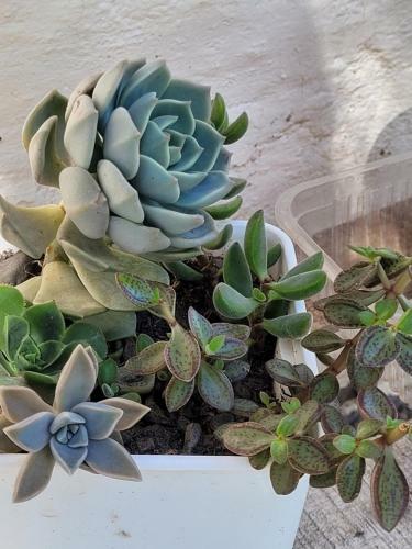 La Casa De Las Plantas