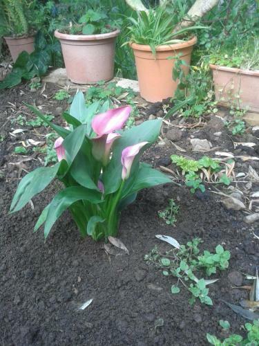 Agroturismo Villa Tiberio