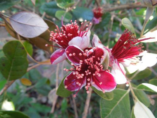 B&B S'arrosa Antiga