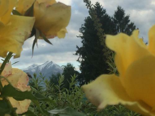 Happy Hill -appartamento Quercia