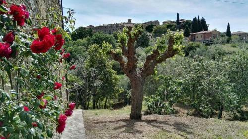 Bed & Breakfast Colombaio In Colle