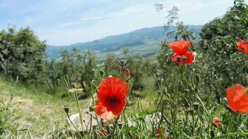 Bed & Breakfast Colombaio In Colle
