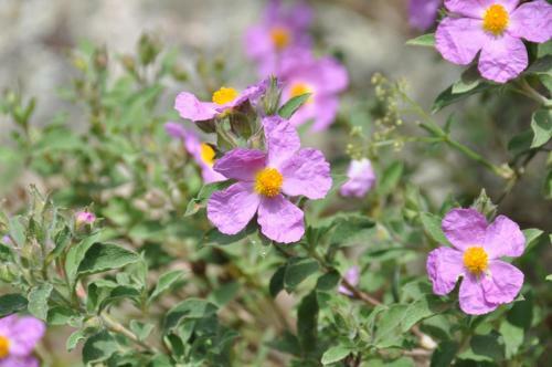 Apartamento Villaggio Est