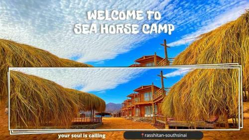 Sea Horse