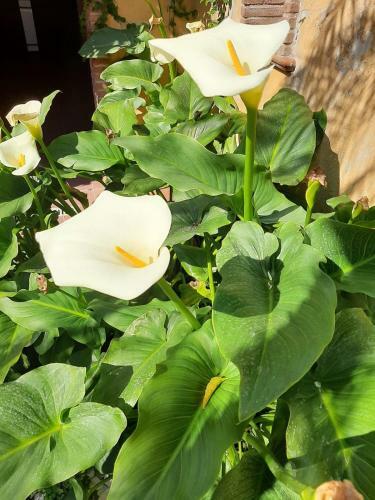 Apartamento Il Giardino Sul Corso