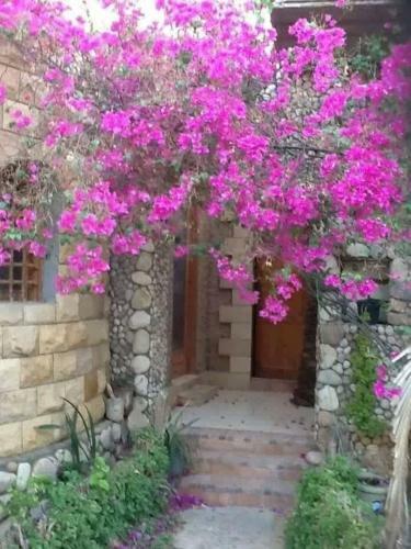 Hotel Dream Lodge Siwa