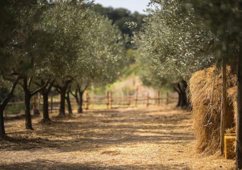 Agroturismo Casa Agricola Scorziello