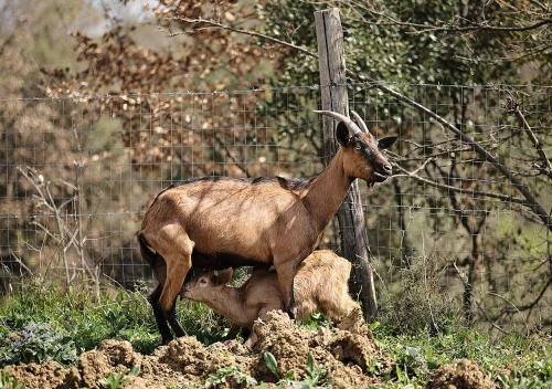 Agroturismo Casa Agricola Scorziello